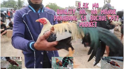 quality na manok panabong